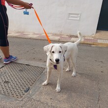 NAIA, Hund, Mischlingshund in Spanien - Bild 8