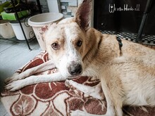 CARLOS, Hund, Mischlingshund in Nümbrecht - Bild 11