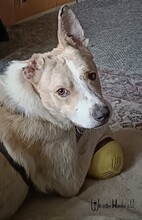 CARLOS, Hund, Mischlingshund in Nümbrecht - Bild 12
