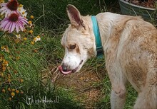 CARLOS, Hund, Mischlingshund in Nümbrecht - Bild 13