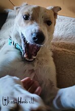 CARLOS, Hund, Mischlingshund in Nümbrecht - Bild 14
