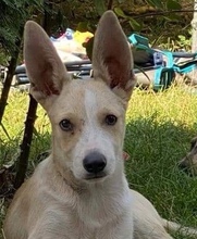 CARLOS, Hund, Mischlingshund in Nümbrecht - Bild 16