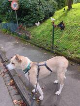 CARLOS, Hund, Mischlingshund in Nümbrecht - Bild 3
