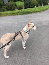 CARLOS, Hund, Mischlingshund in Nümbrecht - Bild 5