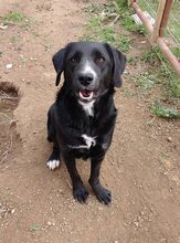 AURORA, Hund, Mischlingshund in Griechenland - Bild 2
