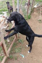 AURORA, Hund, Mischlingshund in Griechenland - Bild 4