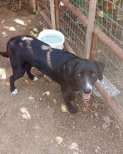 AURORA, Hund, Mischlingshund in Griechenland - Bild 5