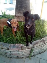 TENDURA, Hund, Mischlingshund in Griechenland - Bild 2