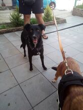TENDURA, Hund, Mischlingshund in Griechenland - Bild 3