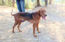 MIKE, Hund, Mischlingshund in Griechenland - Bild 1