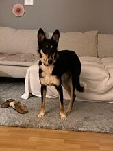 ARAMIS, Hund, Mischlingshund in Zornheim - Bild 3