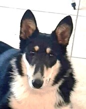 ARAMIS, Hund, Mischlingshund in Zornheim - Bild 5