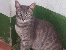 CAMPINO, Katze, Europäisch Kurzhaar in Spanien - Bild 2