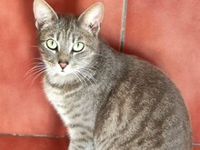 CAMPINO, Katze, Europäisch Kurzhaar in Spanien - Bild 4