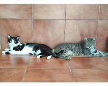 CAMPINO, Katze, Europäisch Kurzhaar in Spanien - Bild 6