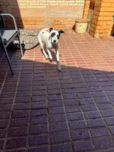 PANDA, Hund, Mischlingshund in Spanien - Bild 10
