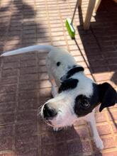 PANDA, Hund, Mischlingshund in Spanien - Bild 13