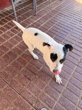PANDA, Hund, Mischlingshund in Spanien - Bild 16