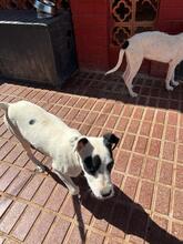 PANDA, Hund, Mischlingshund in Spanien - Bild 7
