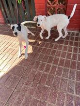 PANDA, Hund, Mischlingshund in Spanien - Bild 9