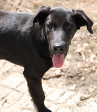 NANNO, Hund, Mischlingshund in Griechenland - Bild 3