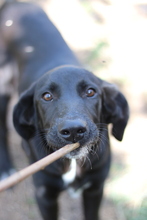 NANNO, Hund, Mischlingshund in Griechenland - Bild 7