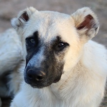 ROMERO, Hund, Mischlingshund in Griechenland - Bild 1