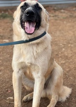 ROMERO, Hund, Mischlingshund in Griechenland - Bild 11