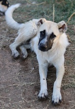 ROMERO, Hund, Mischlingshund in Griechenland - Bild 3