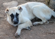 ROMERO, Hund, Mischlingshund in Griechenland - Bild 5