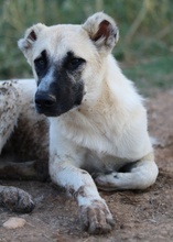 ROMERO, Hund, Mischlingshund in Griechenland - Bild 7