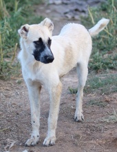ROMERO, Hund, Mischlingshund in Griechenland - Bild 8