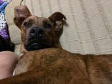 ADA, Hund, Boxer-Mix in Spanien - Bild 1