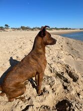 ADA, Hund, Boxer-Mix in Spanien - Bild 10