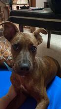 ADA, Hund, Boxer-Mix in Spanien - Bild 2