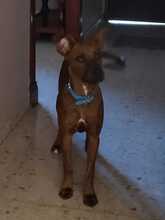 ADA, Hund, Boxer-Mix in Spanien - Bild 7