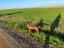 ADA, Hund, Boxer-Mix in Spanien - Bild 9