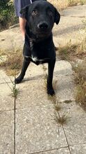 MORO, Hund, Mischlingshund in Spanien - Bild 2