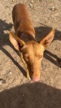 BILLY, Hund, Podenco in Spanien - Bild 1