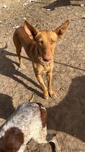 BILLY, Hund, Podenco in Spanien - Bild 2