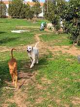 BILLY, Hund, Podenco in Spanien - Bild 6