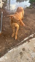 BILLY, Hund, Podenco in Spanien - Bild 8