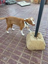 JACK, Hund, Podenco in Spanien - Bild 11
