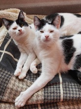 NALANI, Katze, Europäisch Kurzhaar in Bulgarien - Bild 1