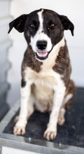 SUKI, Hund, Mischlingshund in Rumänien - Bild 3