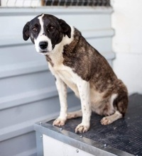 SUKI, Hund, Mischlingshund in Rumänien - Bild 6