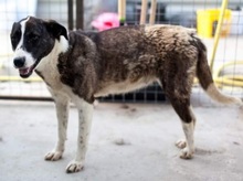 SUKI, Hund, Mischlingshund in Rumänien - Bild 7