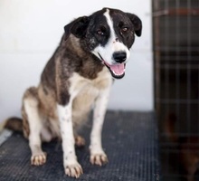 SUKI, Hund, Mischlingshund in Rumänien - Bild 8