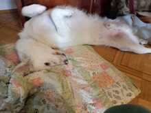 SILVER, Hund, Maremma Abruzzenhund in Gemmingen - Bild 5