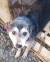 KESSY, Hund, Mischlingshund in Rumänien - Bild 1